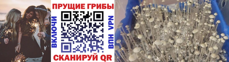 Купить где  Мышкин  Псилоцибиновые грибы мицелий 